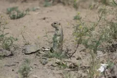 Merriam's Ground Squirrel thumbnail 1
