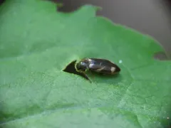 Eanus maculipennis thumbnail 2