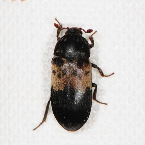 Larder Beetle