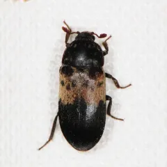 Larder Beetle thumbnail 1