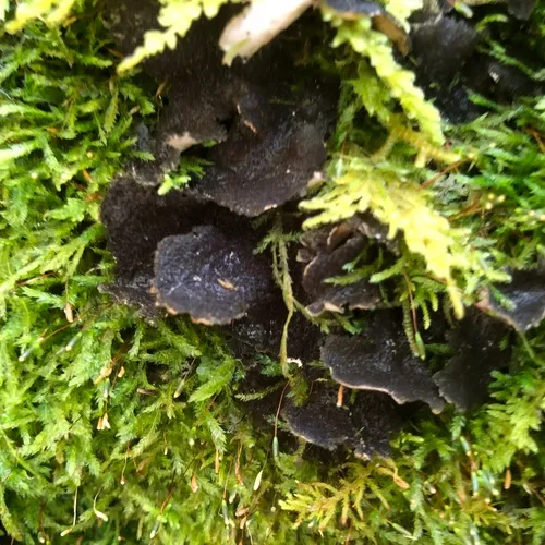 Peppered Moon Lichen