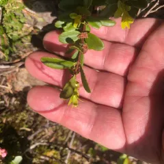 Oregon Boxwood thumbnail 3