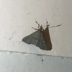 Speckled Renia Moth thumbnail 2