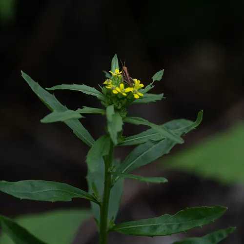 wormseed wallflower