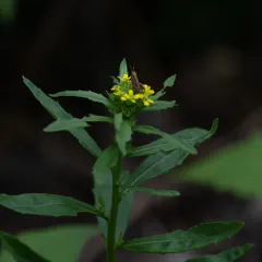 wormseed wallflower thumbnail 1