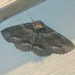 Maple Zale Moth thumbnail 2
