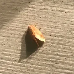 Early Button Slug Moth thumbnail 2