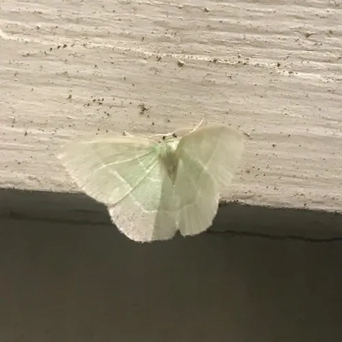 White-fringed Emerald