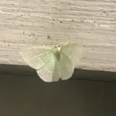 White-fringed Emerald thumbnail 1