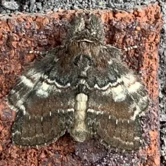 Chocolate Prominent thumbnail 4