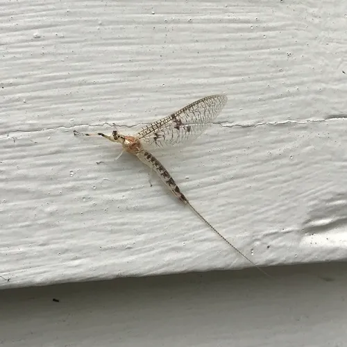 Yellow Drake