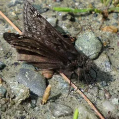 Juvenal's Duskywing thumbnail 2