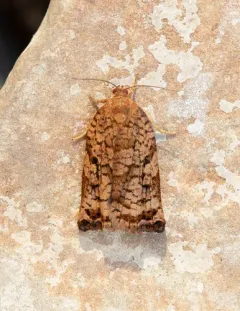 Pine Tortrix thumbnail 2