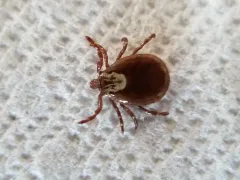 Pacific Coast Tick thumbnail 1