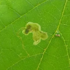Amauromyza pleuralis thumbnail 1
