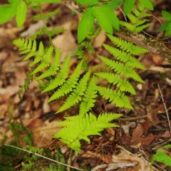 marginal wood fern thumbnail 4