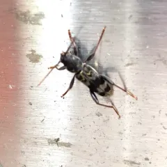 Rustic Borer thumbnail 2