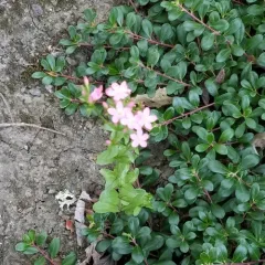 Common centaury thumbnail 4
