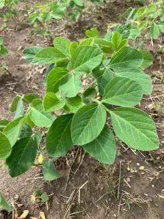 Soybean thumbnail 2