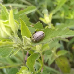 Horsemint Tortoise-beetle thumbnail 2