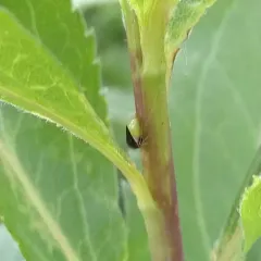 Honeylocust Treehopper thumbnail 1