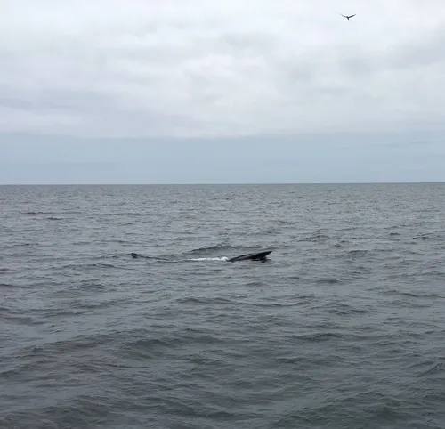 Sei Whale
