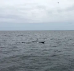 Sei Whale thumbnail 1