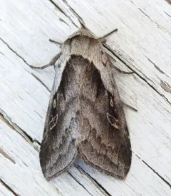 Narrow-leaved Cattail Diver Moth thumbnail 2