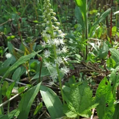 Creeping Foamflower thumbnail 2