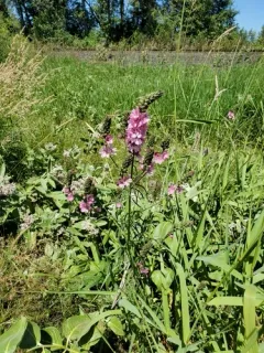 Cusick's checkerbloom thumbnail 2