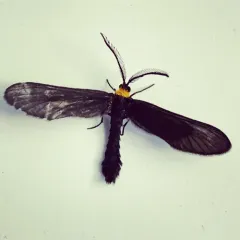 Grapeleaf Skeletonizer Moth thumbnail 4