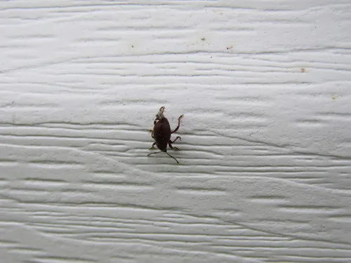 Otiorhynchus ligneus