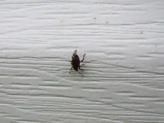 Otiorhynchus ligneus thumbnail 1