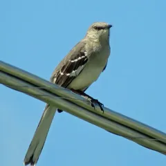 Northern Mockingbird thumbnail 2