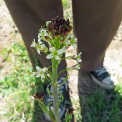 Tower Mustard thumbnail 1