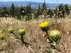 Idaho Gumweed thumbnail 3