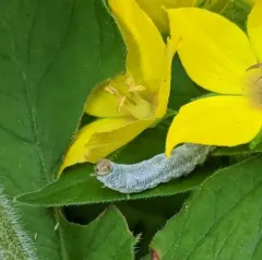 Loosestrife Sawfly thumbnail 3