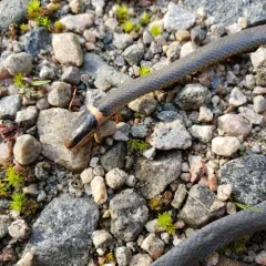 Ring-necked Snake thumbnail 2