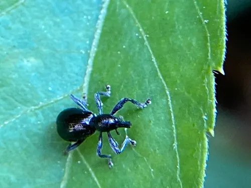 Chevrolat's Myrmex Weevil