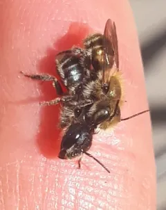 Blue Mason Bee thumbnail 2