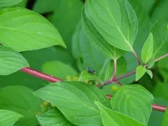 Rhagoletis tabellaria thumbnail 2
