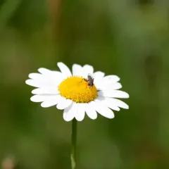 Thick-legged Hover Fly thumbnail 4