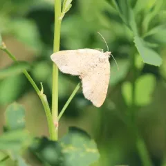 Orange Wing thumbnail 2