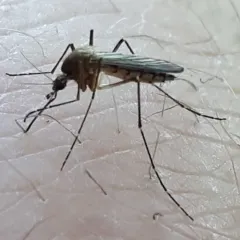 Inland Floodwater Mosquito thumbnail 4