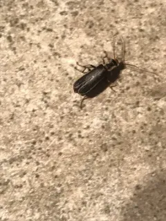 Podabrus punctulatus thumbnail 4