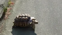 African Spurred Tortoise thumbnail 2