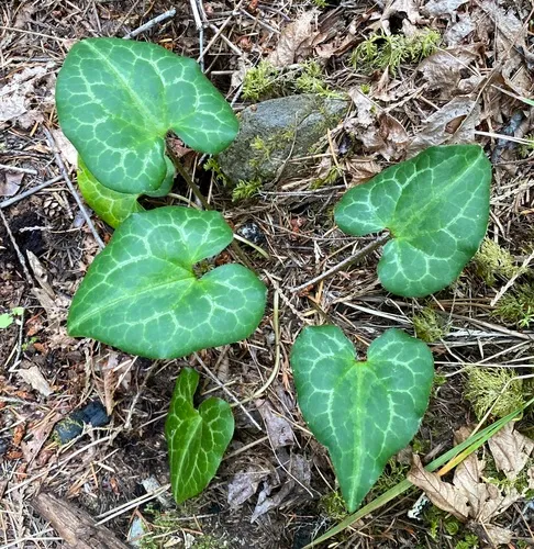 marbled wild-ginger