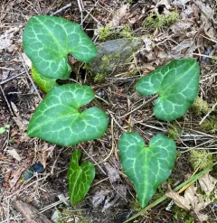 marbled wild-ginger thumbnail 1