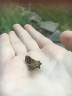 Eyed Dysodia Moth thumbnail 2
