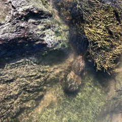 Atlantic Horseshoe Crab thumbnail 2